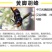 黄脚胡蜂泡酒胡蜂胡蜂酒