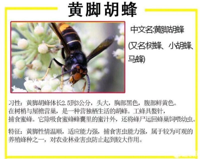黄脚胡蜂泡酒胡蜂胡蜂酒
