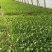 120青梗散花菜苗