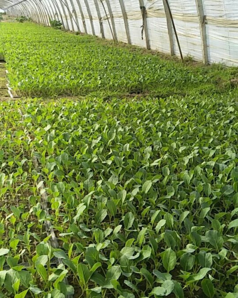 120青梗散花菜苗