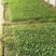 120青梗散花菜苗