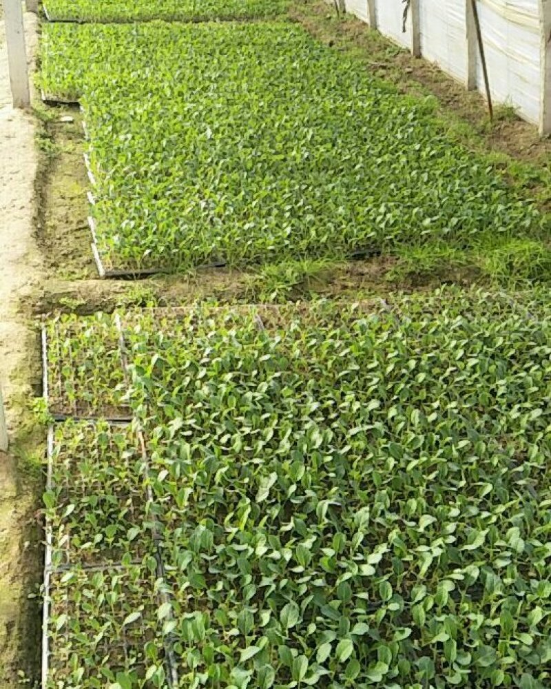 120青梗散花菜苗