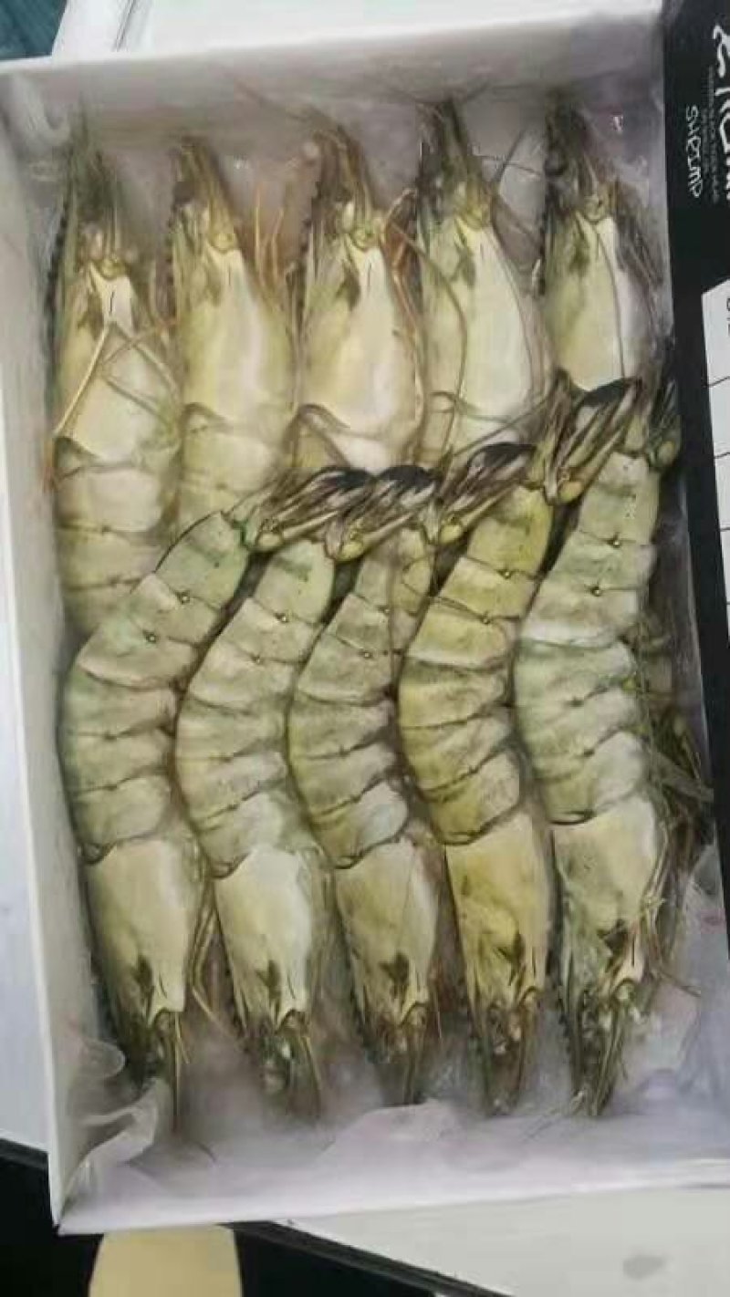 【一手货源】纯正野生越南黑虎虾支持验货产地直销