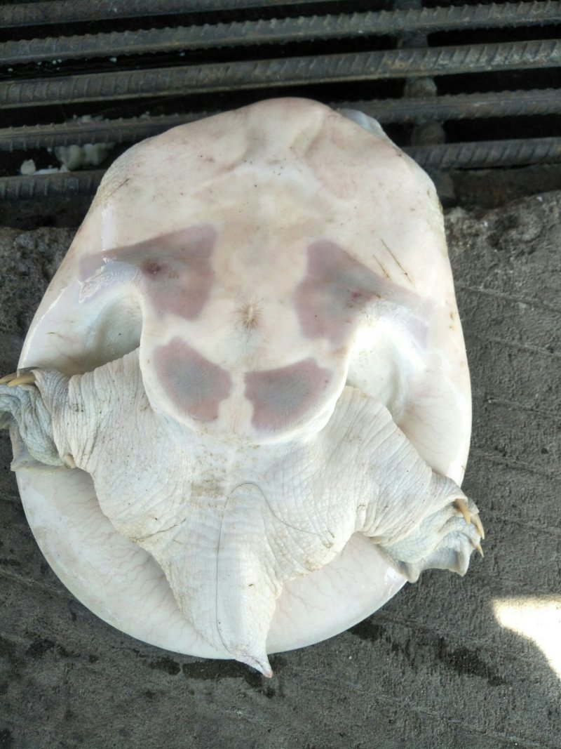 长期供应外塘三斤靓身大甲鱼，鱼鳖混养