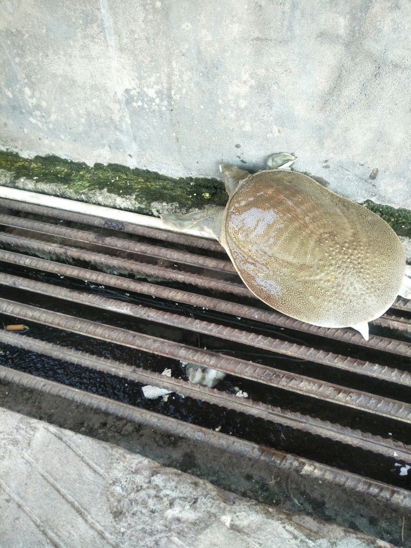 长期供应外塘三斤靓身大甲鱼，鱼鳖混养