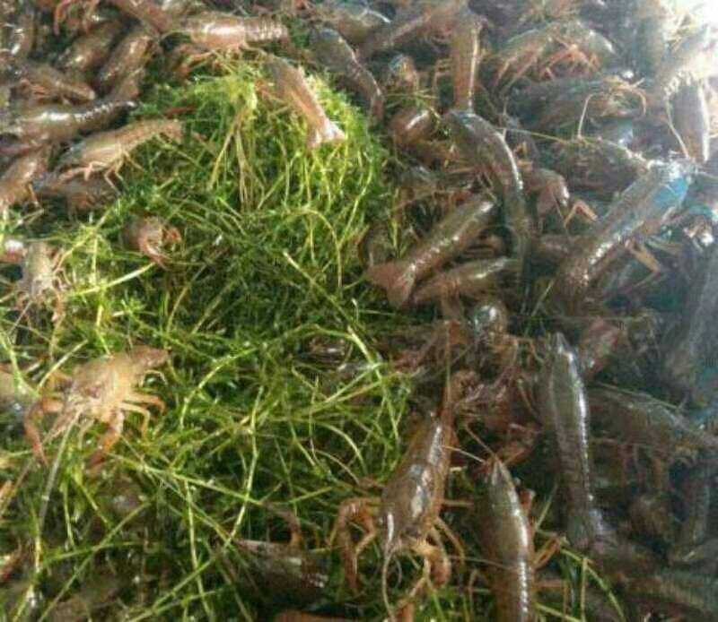 淡水小龙虾龙虾🦐🦐🦐苗小龙虾重庆龙虾🦞