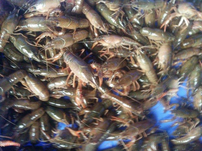 淡水小龙虾龙虾🦐🦐🦐苗小龙虾重庆龙虾🦞