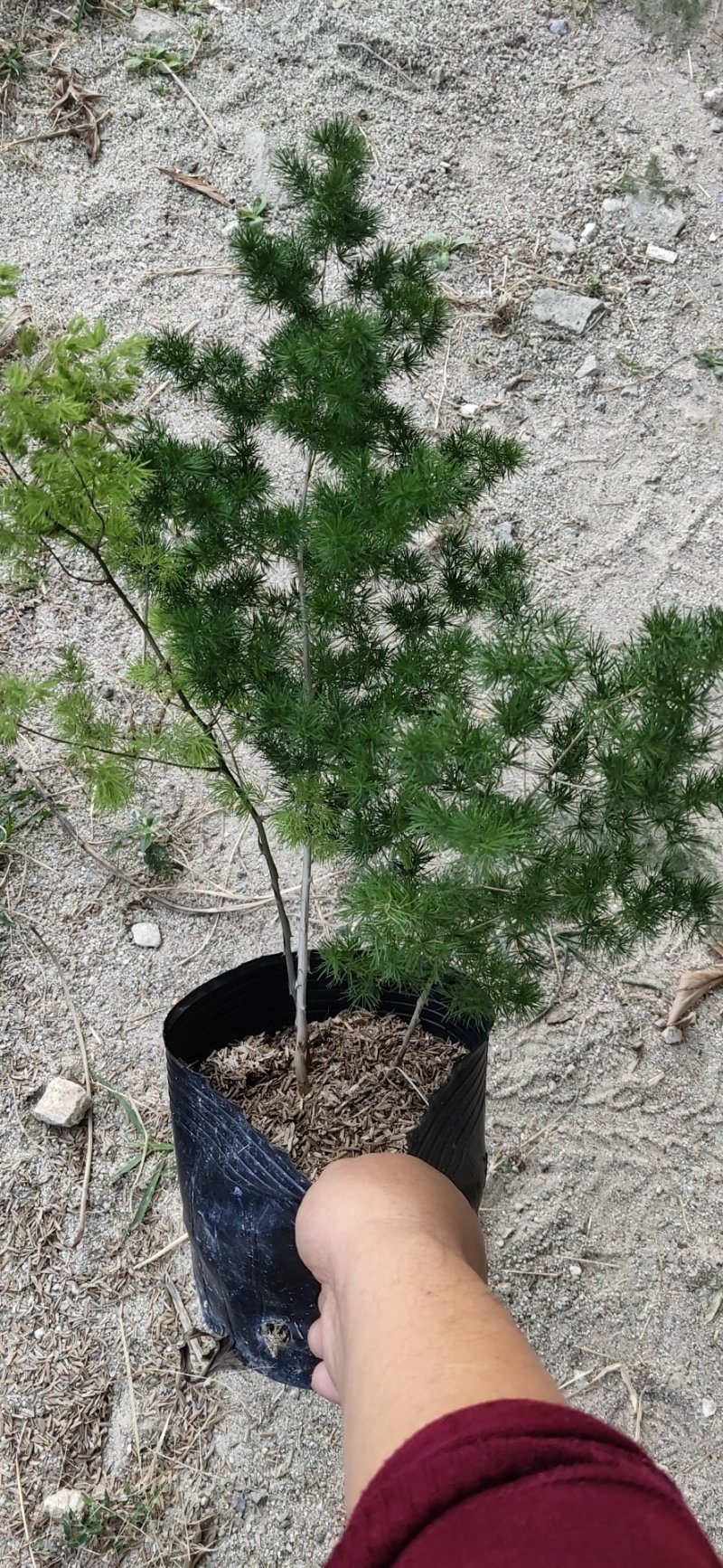 蓬莱松自家基地货