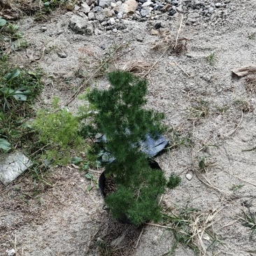 蓬莱松自家基地货
