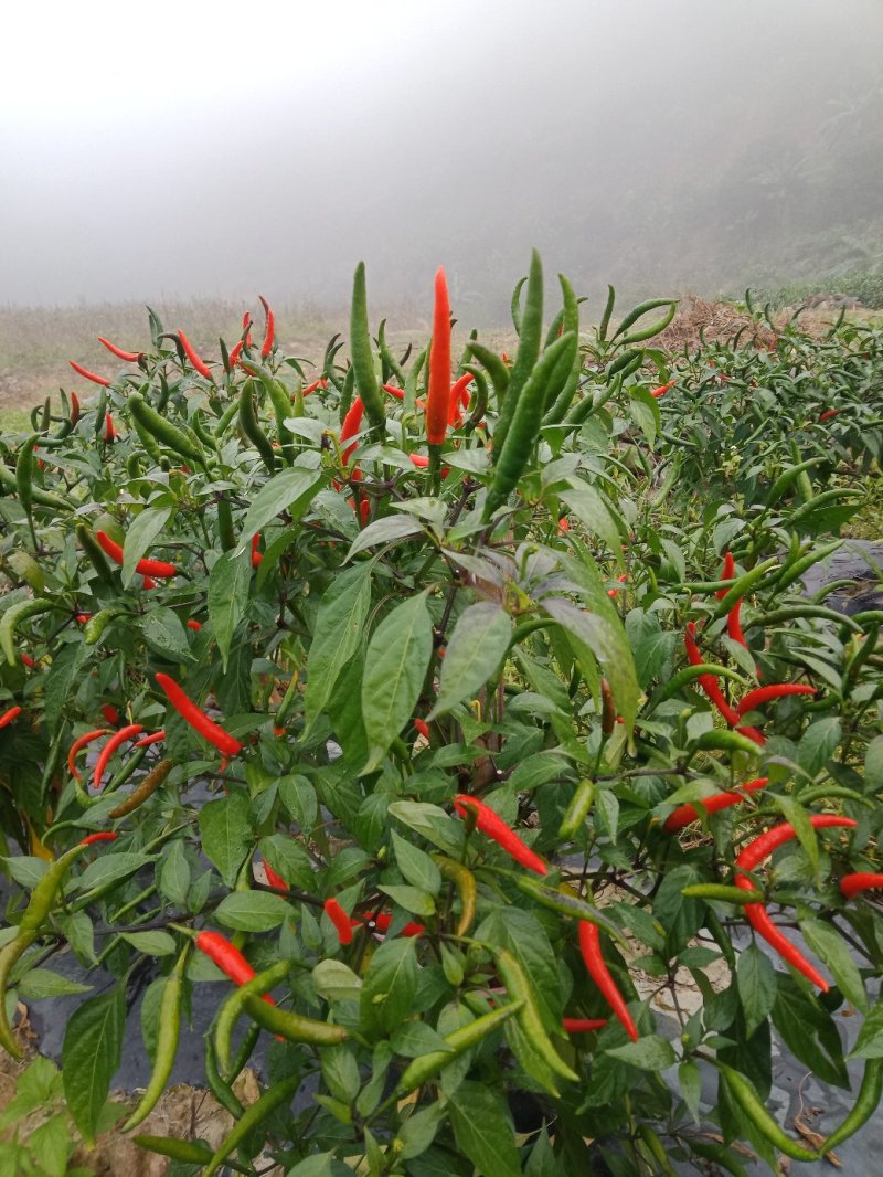 小米椒有大量货源充足