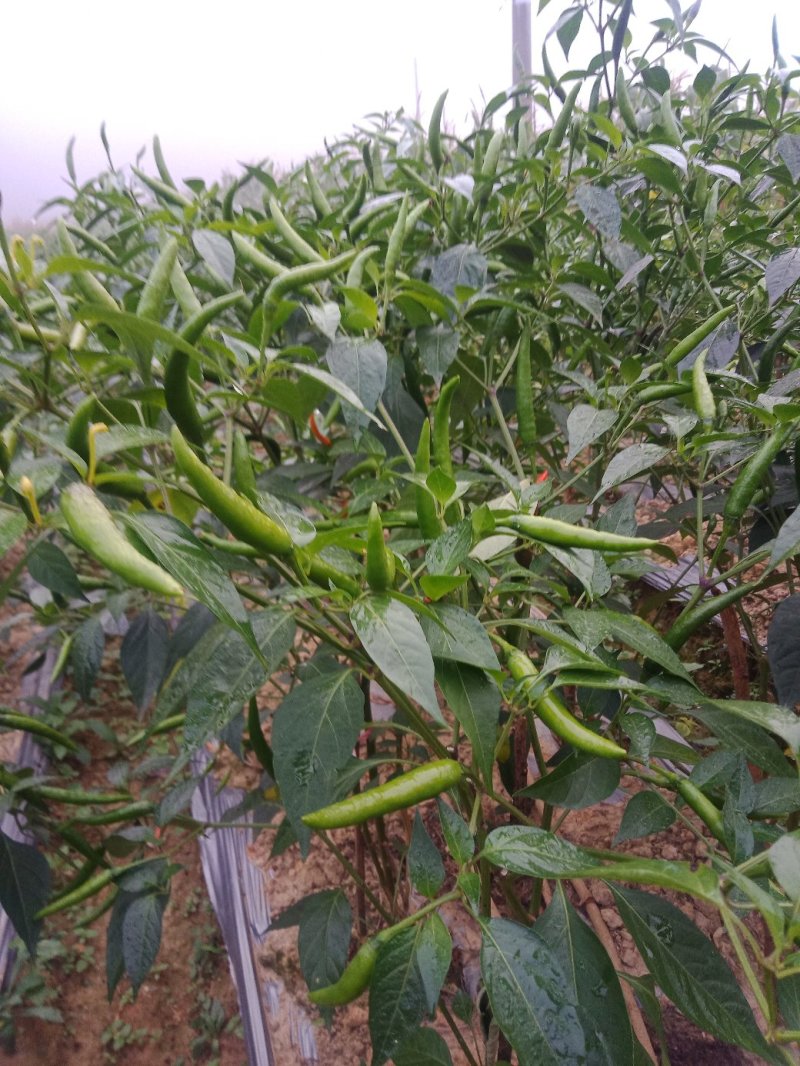 小米椒有大量货源充足
