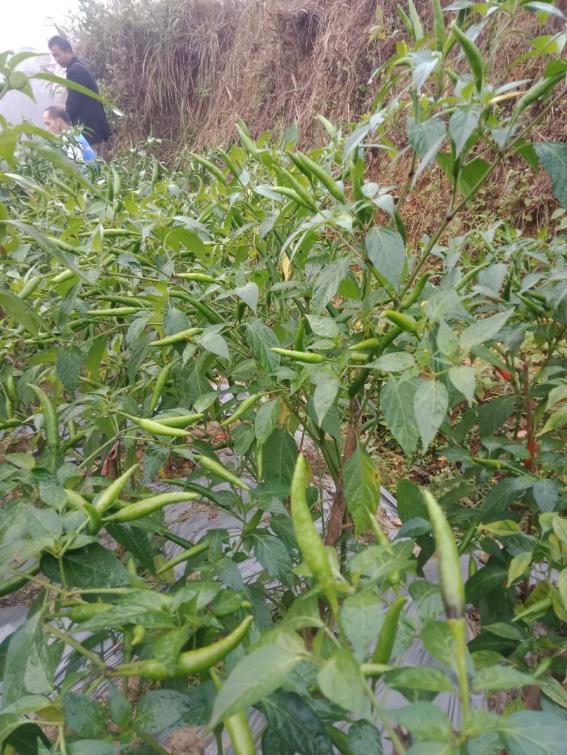 小米椒有大量货源充足