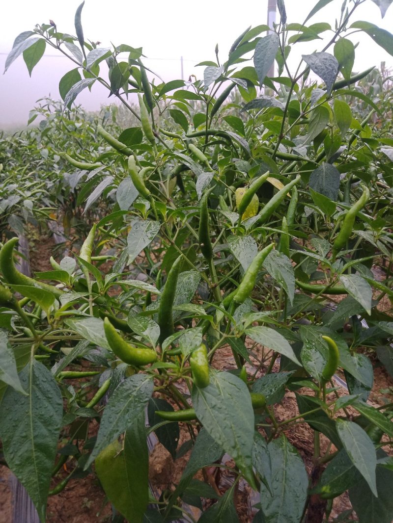 小米椒有大量货源充足