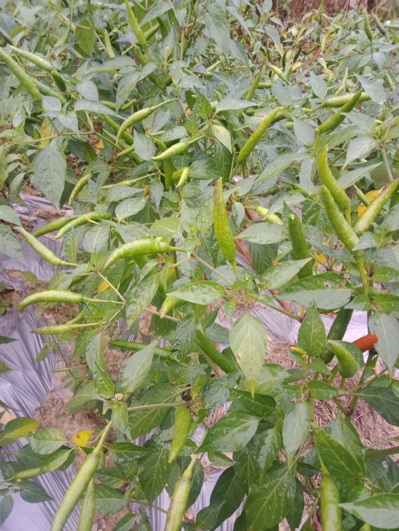 小米椒有大量货源充足