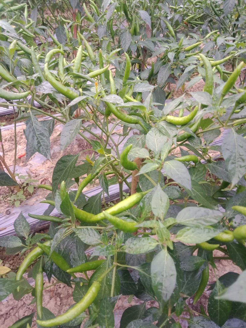 小米椒有大量货源充足