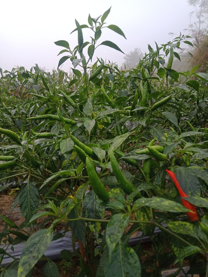 小米椒有大量货源充足