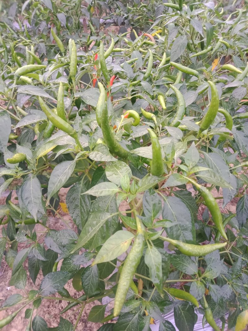 小米椒有大量货源充足