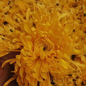 金丝皇菊茶