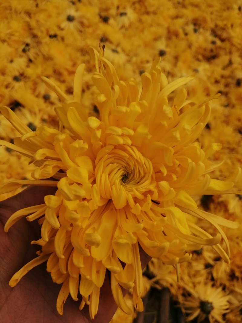 金丝皇菊茶