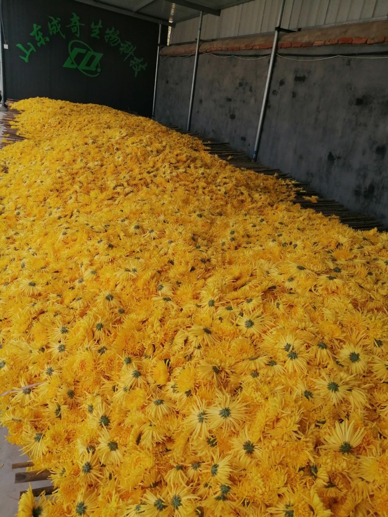金丝皇菊茶