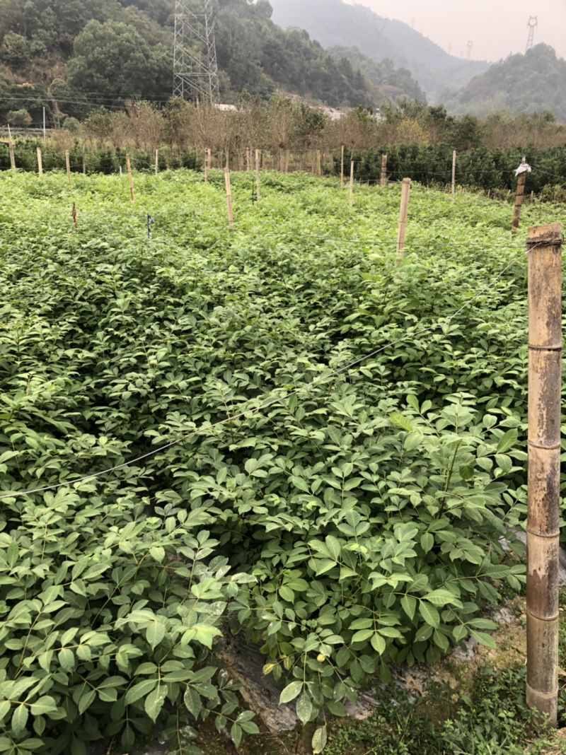 长期出售江西中花吴茱萸苗假一罚十死苗补发