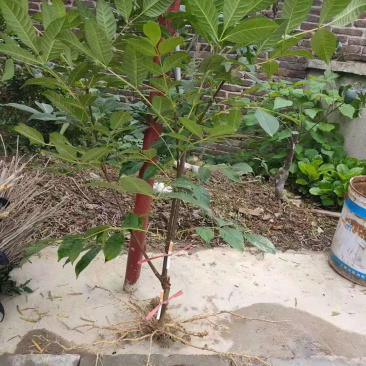 长期出售江西中花吴茱萸苗假一罚十死苗补发