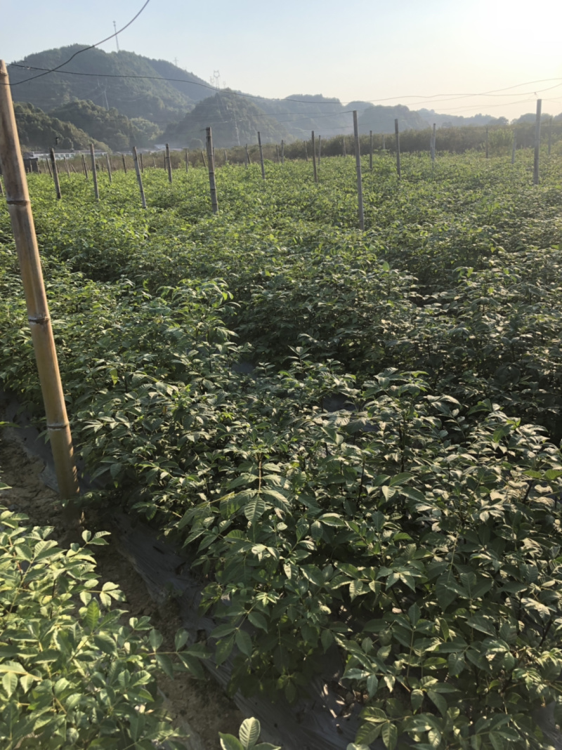 长期出售江西中花吴茱萸苗假一罚十死苗补发