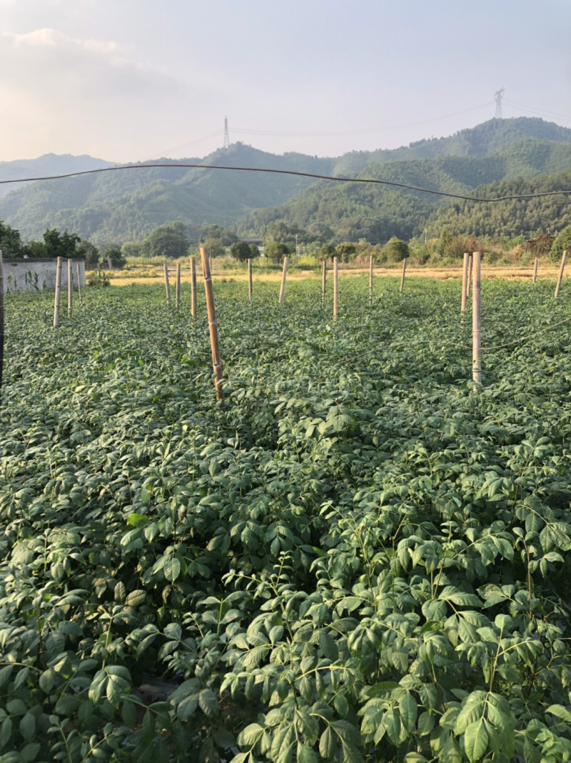 长期出售江西中花吴茱萸苗假一罚十死苗补发