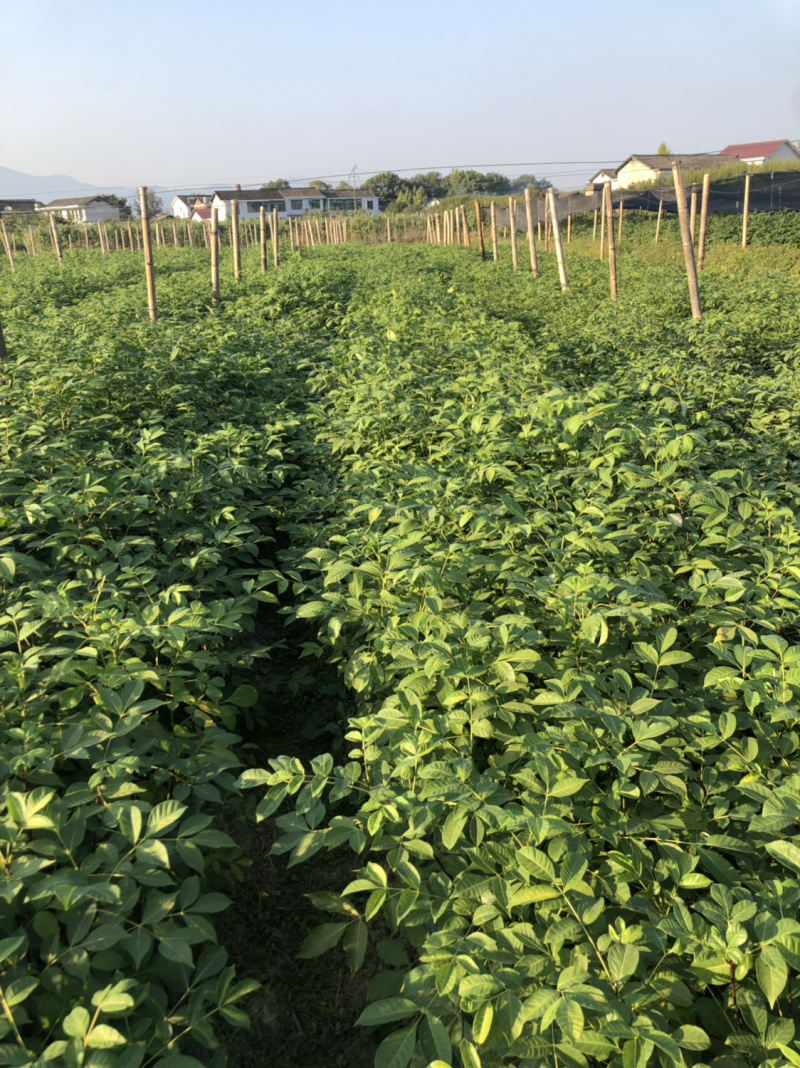 长期出售江西中花吴茱萸苗假一罚十死苗补发