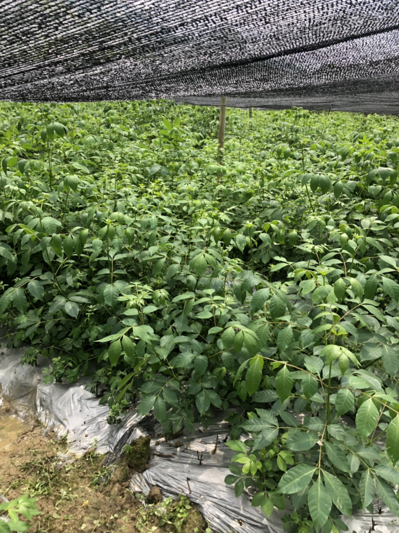 长期出售江西中花吴茱萸苗假一罚十死苗补发