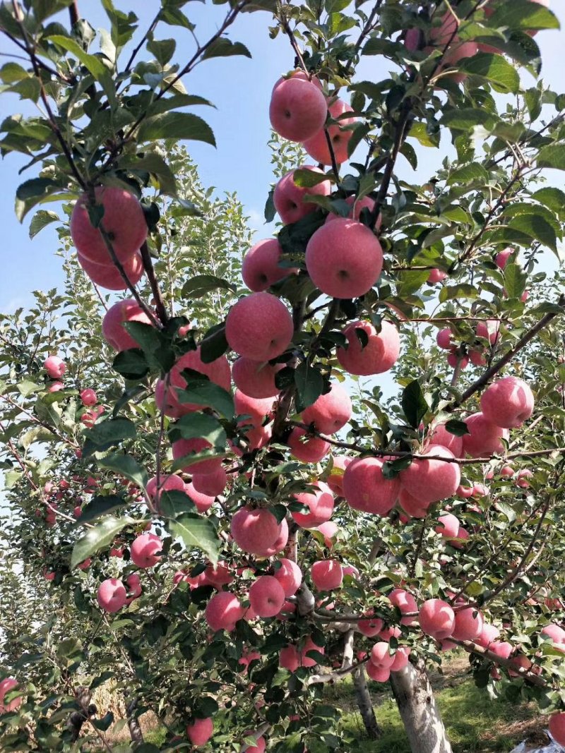 苹果
