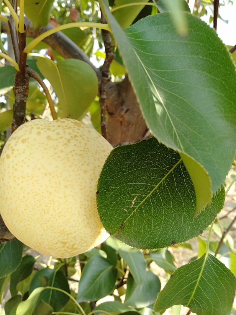 梨