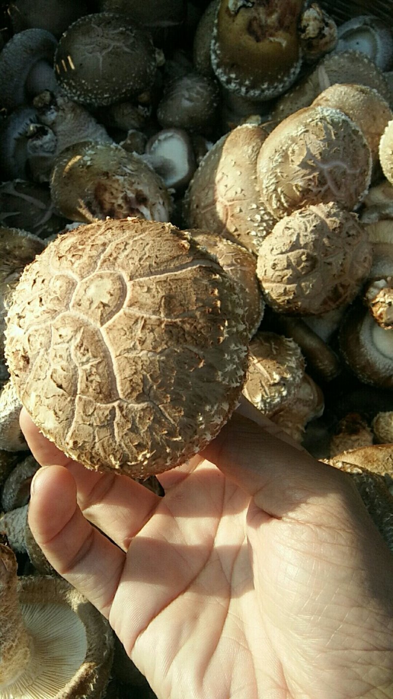 河南内乡鲜菇，春栽袋料鲜菇热销中新品上市价格适中