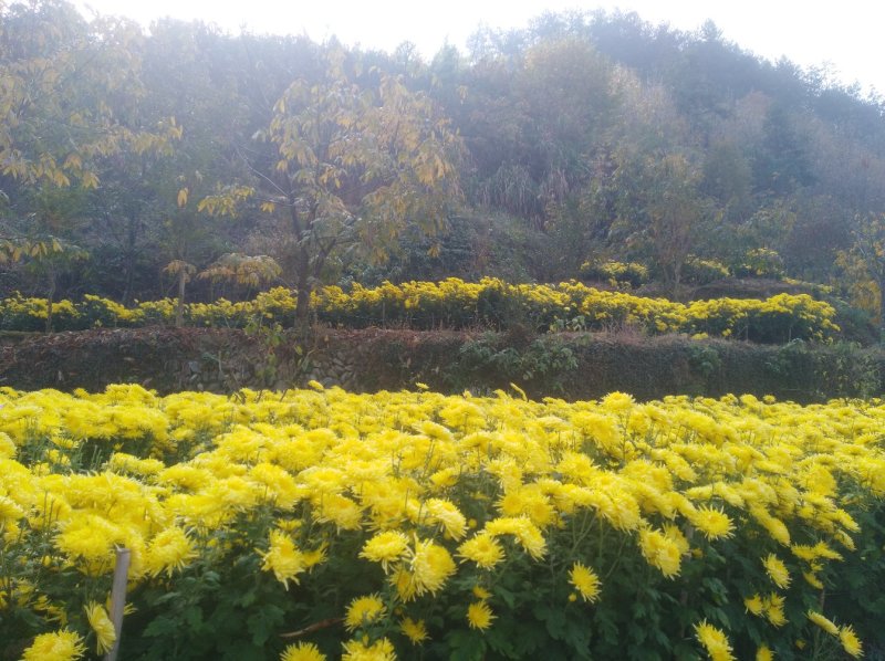 金丝皇菊花黄山产地大量批发