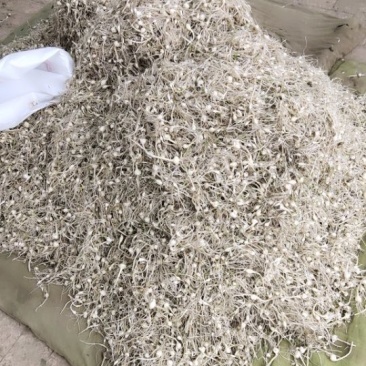 小根蒜常年供应有需要的联系