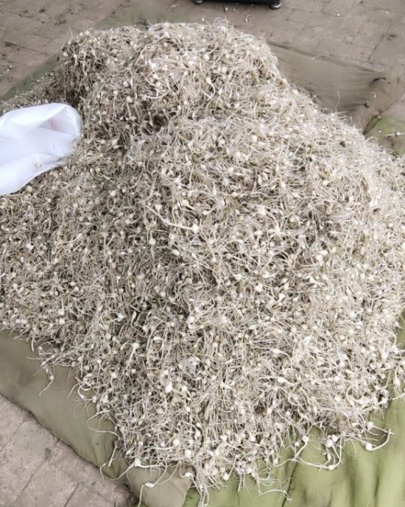 小根蒜常年供应有需要的联系