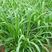 皇竹草苗，甜象草，种节，一亩地500元。