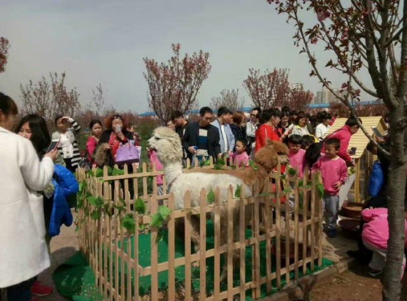 海狮表演租赁海洋生物展览美人鱼表演企鹅展览租赁羊驼