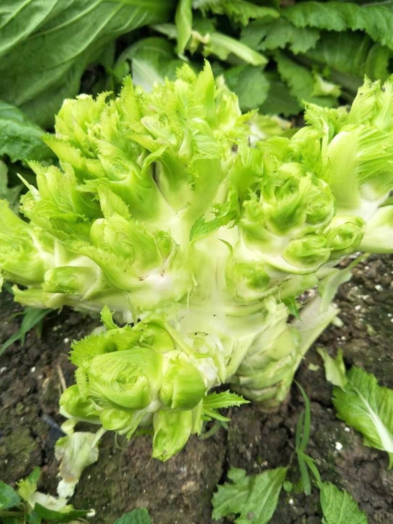 精品儿菜上市了