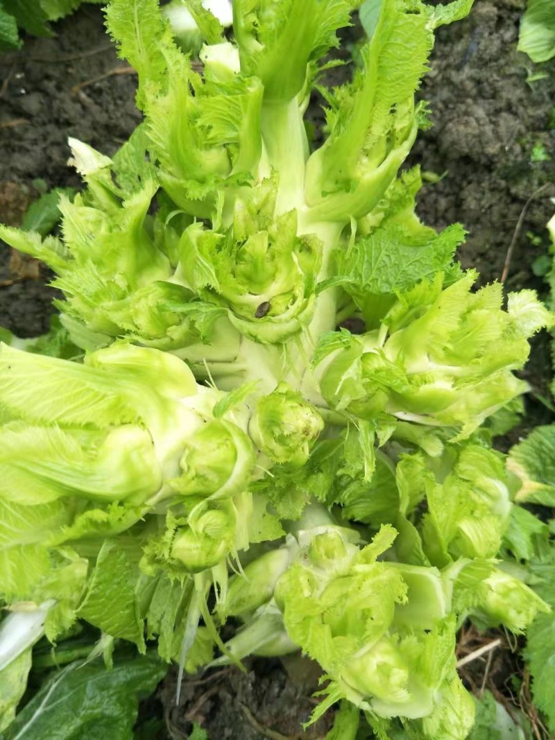 精品儿菜上市了