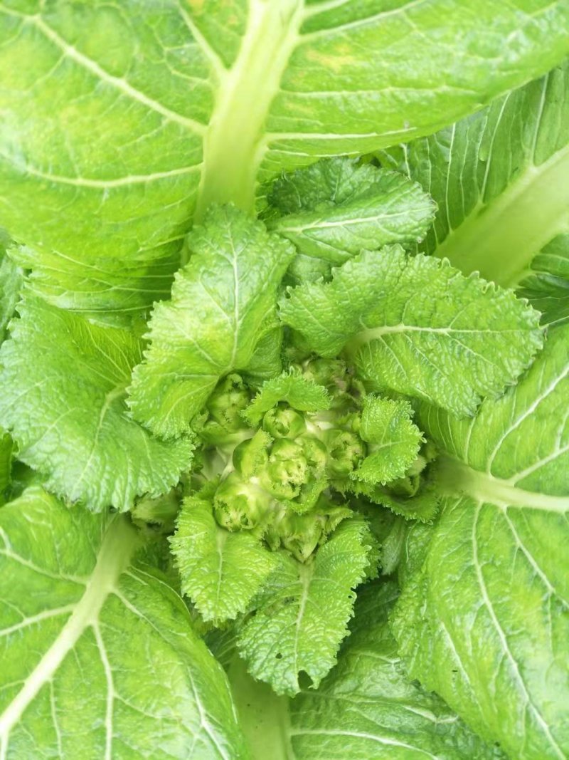 精品儿菜上市了