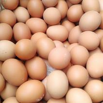 初产蛋普通鸡蛋9-12枚/斤