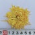 金丝皇菊
