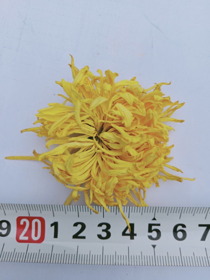 金丝皇菊