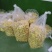 金丝皇菊