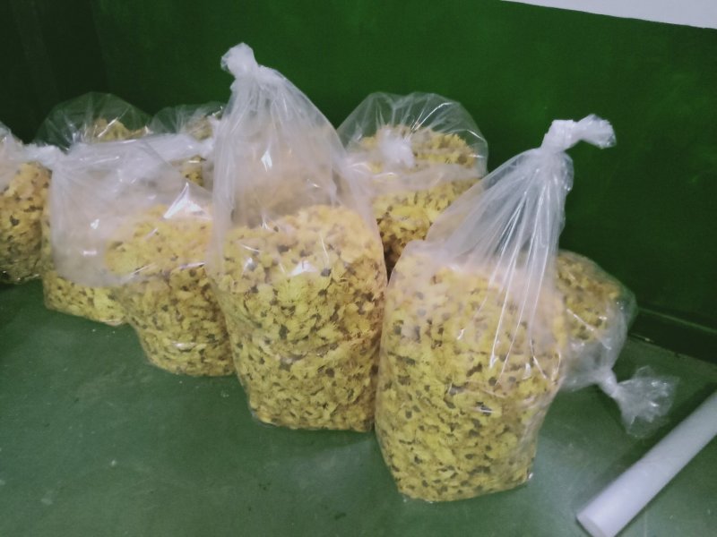 金丝皇菊