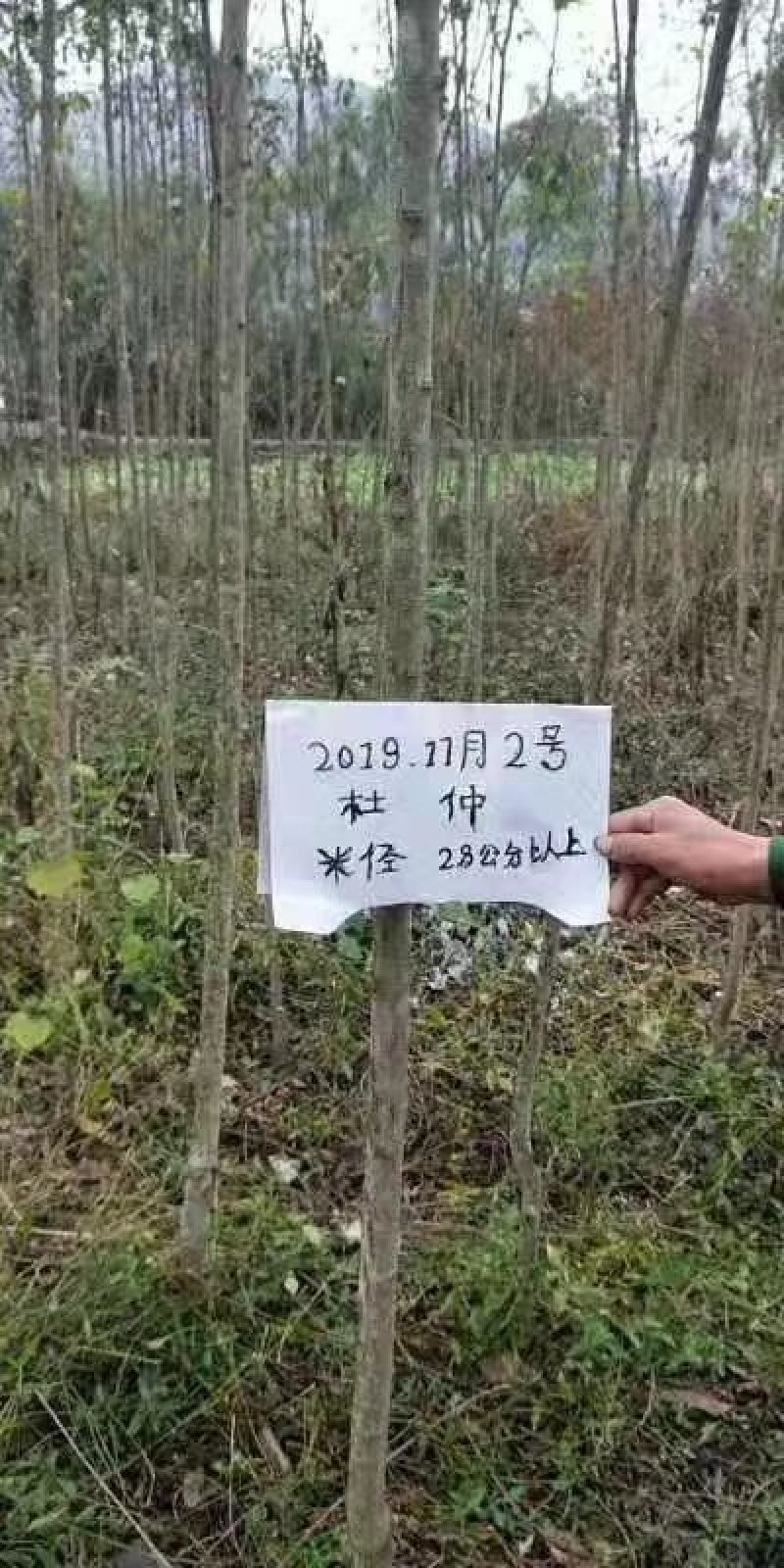 杜仲苗，2公分以上杜仲树