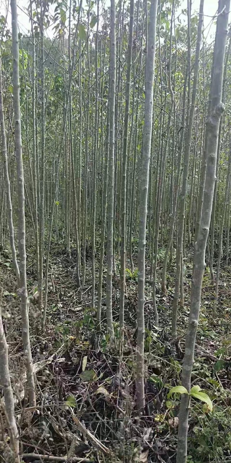 杜仲苗，2公分以上杜仲树