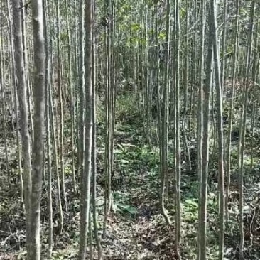 绿化苗木