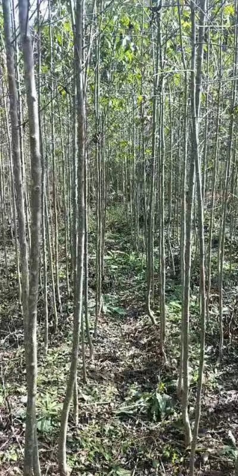 绿化苗木